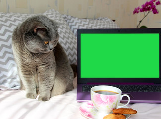 A gray fluffy cat in a sweater lies on a pillow and looks at a purple laptop in a pink bed.