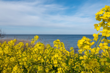 yellow rape plant stands in a yellow rape field and in the background is the Baltic Sea