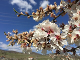 cherry tree blossom