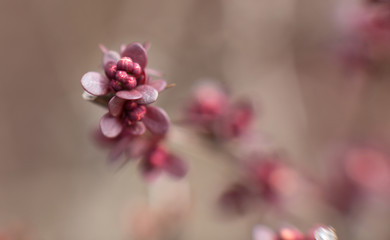 pink flower