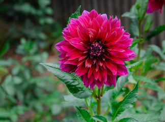 blooming dahlia in red, against a background of green leaves