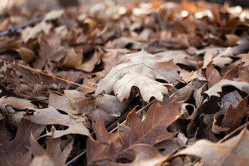 golden leaves california