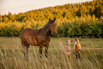 horse and goats on the meadow