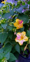 Obraz premium Yellow Pink Flower