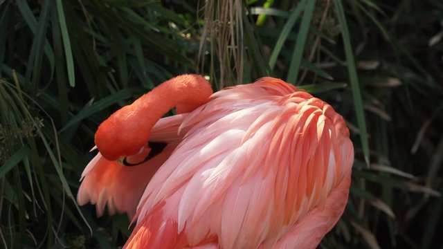 A caribbean flamingo preening in Gatorland a wildlife park in Orlando Florida