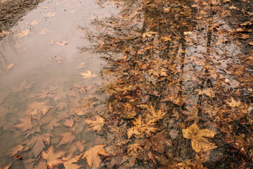 reflection of trees and leaves in a puddle
