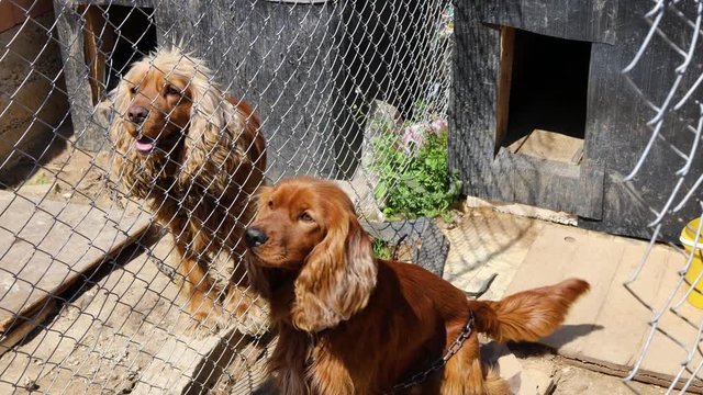 A man feeds two large cocker spaniels with bread. Dog playing, looks and jumps