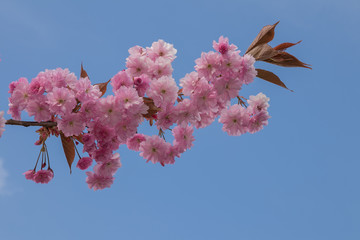 Ast mit Kirsch Blüten in zart rosa im Frühling, Sakura, Japan
