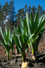 Fototapeta premium Green onions grow in my garden
