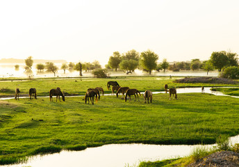 horses sit in a meadow by the lake