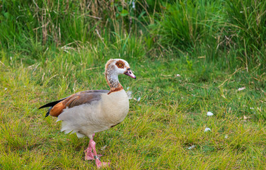 goose on the grass