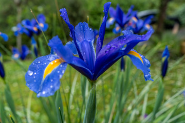 fleur, iris, printemps, nature, bleu, plante, fleur, vert, fleurir, jardin, &eacute;t&eacute;, flore, beaut&eacute;, fleures, macro, beau, floral, prairie, champ, gros plan, gouttelettes 