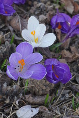 Wiosenne kwiaty krokusy
