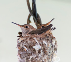 Baby Hummingbirds Close Up in Nest on White Background