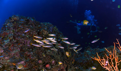 Fototapeta na wymiar coral reef with fish and scuba diver