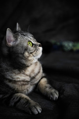 Cute Scottish fold cat with green eyes looking up, dark background with text place