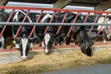 Young cows on the farm