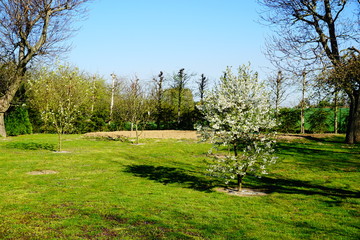 Fototapeta na wymiar Młode drzewko wiśni w ogrodzie w słoneczny wiosenny dzień