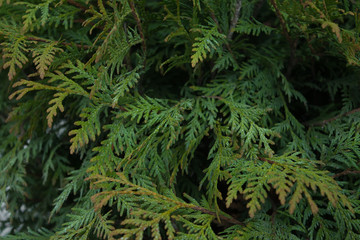 Fototapeta na wymiar green branches of thuja in spring are juicy and beautiful background