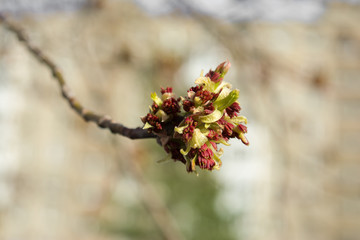 in the spring the Bud of the ash maple has opened and the small new leaves are shining in the sun