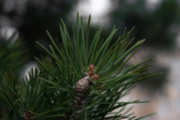 a pine tree has a Bud in the spring and a pinecone begins to grow among the green needles