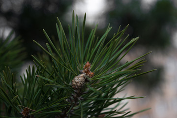 Obraz premium a pine tree has a Bud in the spring and a pinecone begins to grow among the green needles