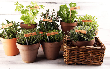 Homegrown and aromatic herbs in old clay pots. Set of culinary herbs. Green growing sage, oregano, thyme, savory, mint and oregano with lavender with labels