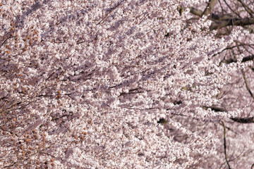 Blooming sakura trees in the spring in sunny day, Slovenia