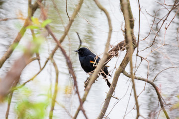 blackbird on a tree