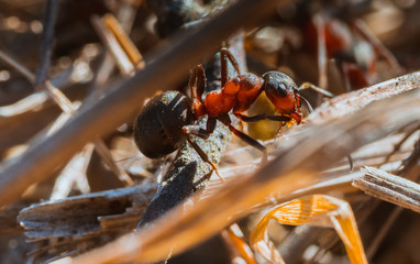 Mrówka leśna z rodzaju Formica  - obrazy, fototapety, plakaty
