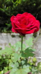 red rose in garden