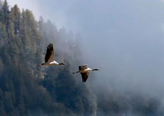 himalayan black necked crane birds in flight © hugotorres