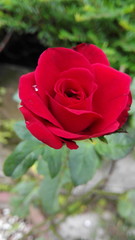 red rose in garden