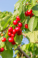 Ripe red berries of a sweet cherry on a branch