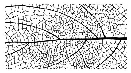 Skeleton Leaves by hand painting, leaf, Vector illustration.