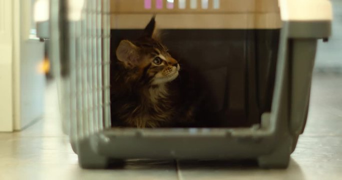 New family member, cute adorable maine coon kitten looks out with interest from transportation carrier box. Beautiful cat in new home, look around surrounding, explore new territory