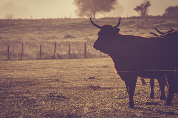 Salers cow in the morning fog in French Cantal