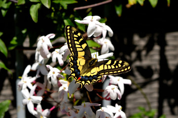 Closeup of a wonderful butterfly Papilio Machaon