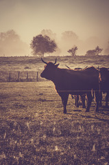 Salers cow in the morning fog in French Cantal
