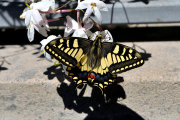 Closeup of a wonderful butterfly Papilio Machaon
