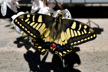 Closeup of a wonderful butterfly Papilio Machaon