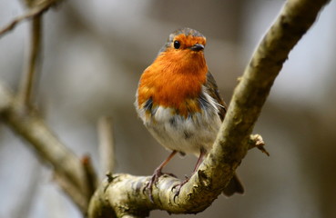 the robin wander