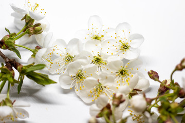 Naklejka na ściany i meble Spring flowers with white background