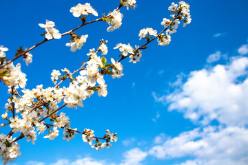 Spring flowers with blue background and clouds