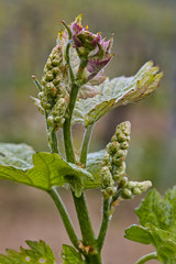 Weinrebenknospe