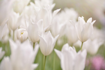 Tulip that opens delicately with white tulips.