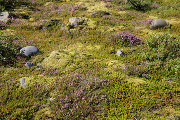 Skaftafell / Iceland - August 18, 2017: Landscape near Skaftafellsjokull glacier, Iceland, Europe