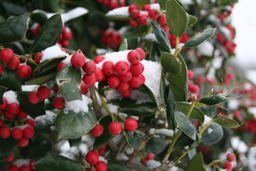 holly berries of snow