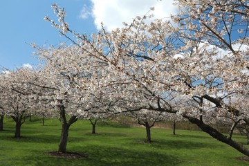 Obraz premium Flowing cherry blossom trees 