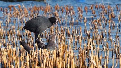 Ptak wodny na konarze 